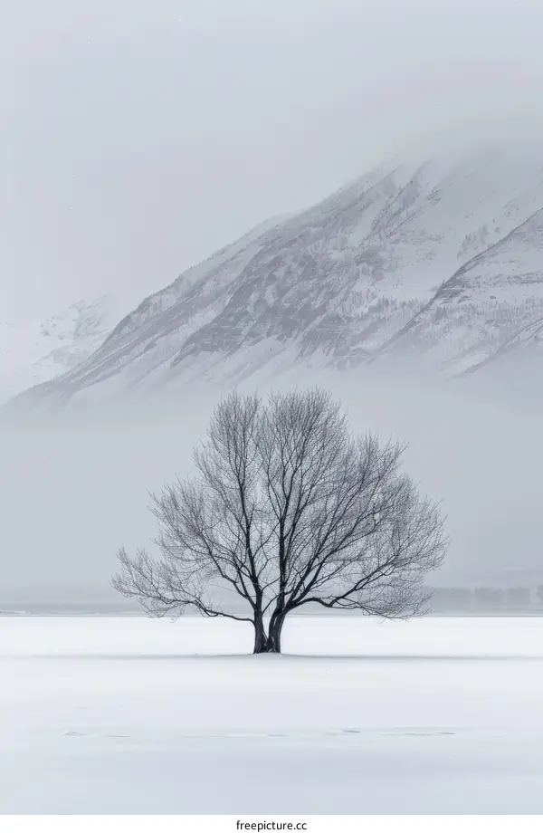 Solitary Tree in a Snowy Field