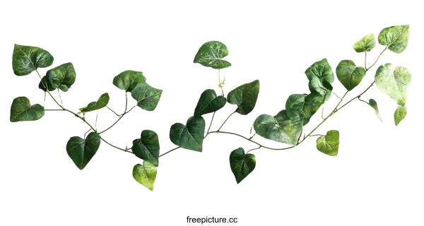 [Transparent Background PNG]Green Ivy Vine Arrangement on White Background