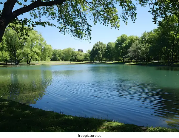 The tranquil waters of a park pond reflect the lush greenery of the surrounding trees and grass.