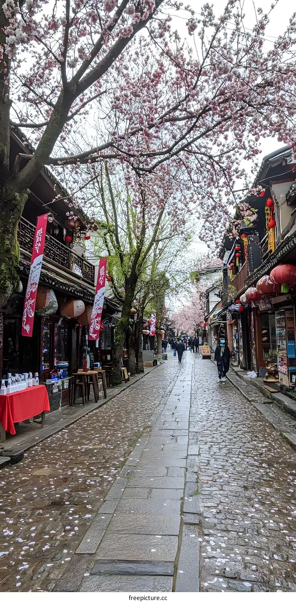 Cherry Blossoms Fall on Cobblestone Street in China