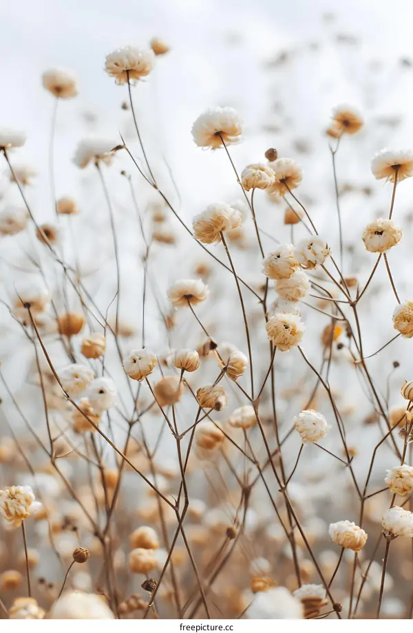 Dried Wildflowers in a Field