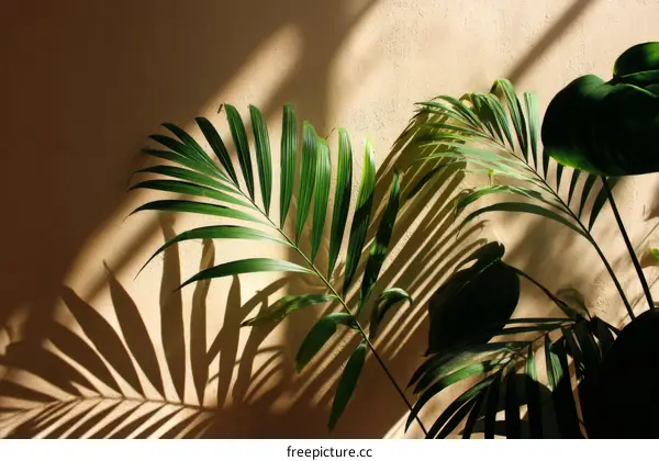 Sunlight and Shadow on Indoor Plants