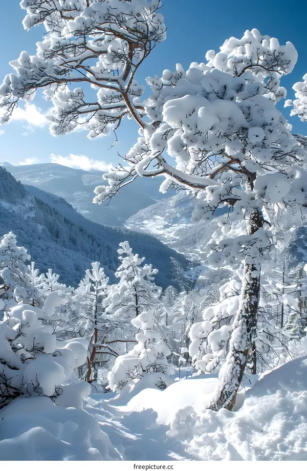 Snow-covered trees and mountains