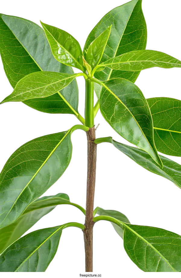 [Transparent Background PNG]Close Up of Green Leaves on a Plant Stem