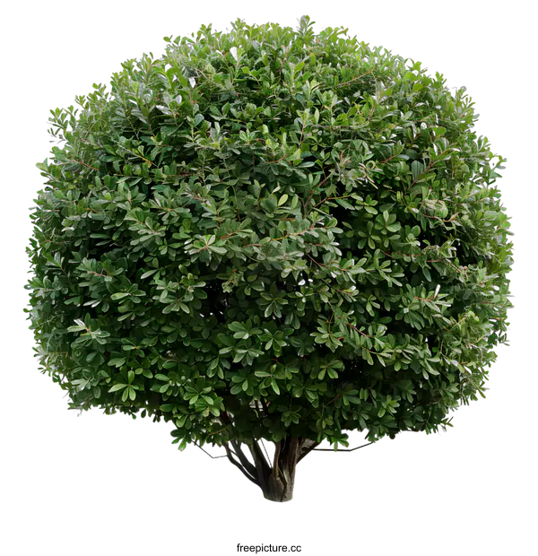 [Transparent Background PNG]Green Bush Isolated on White Background