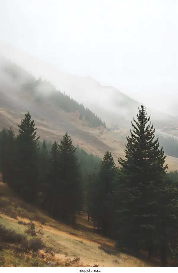 Foggy Mountain Landscape With Pine Trees