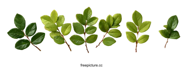 [Transparent Background PNG]Fresh Green Leaves Arrangement on White Background