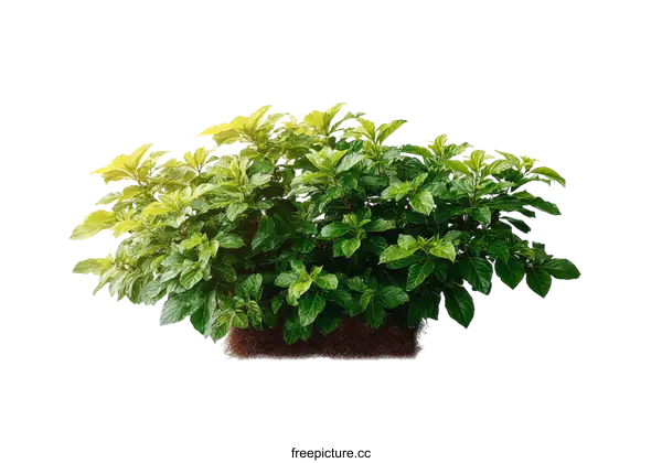 [Transparent Background PNG]Beautiful Lush Green Plant Arrangement Isolated on White