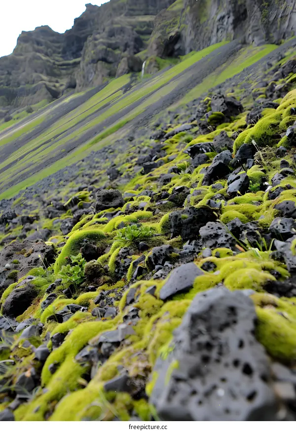 Green Moss on Black Rocks