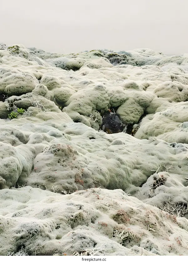 Green Moss Covering Volcanic Rocks in Iceland