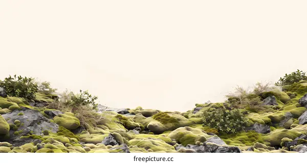 Green Moss Covering Rocks With White Background