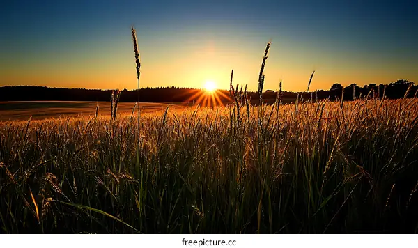Golden Wheat Field at Sunset