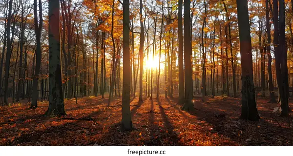 The sun shines through the trees in the autumn forest
