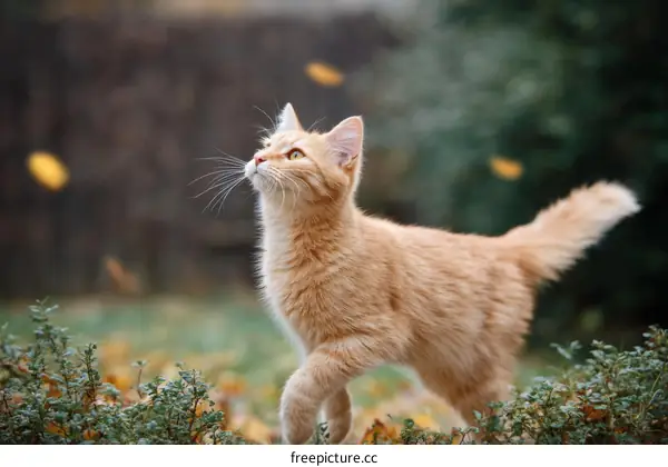 Ginger Cat Outdoor Autumnal Scene