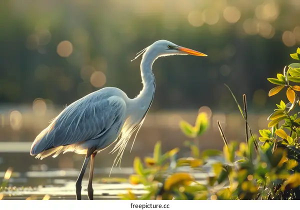 A Great Blue Heron Stands in Water as the Sun Rises
