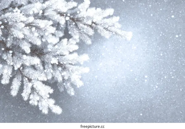 Winter Wonderland Snowy Pine Branches Background