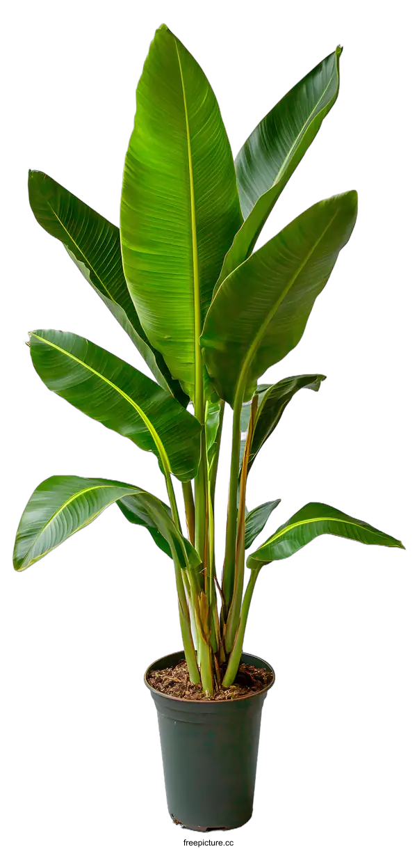 [Transparent Background PNG]Green Plant in a Black Pot on a White Background