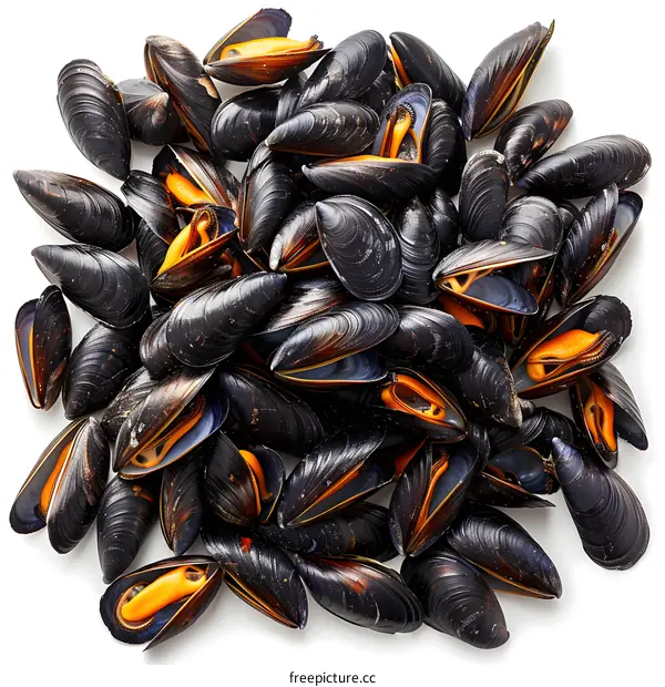 Fresh mussels on white background