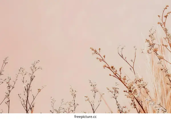 Dried Flowers on a Pink Background