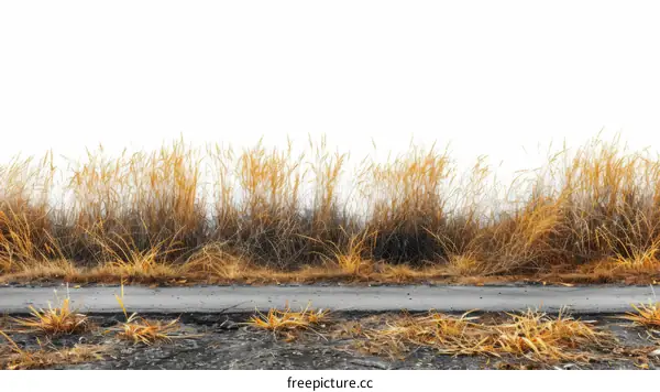 Dried Grass and Concrete: A Study in Contrast
