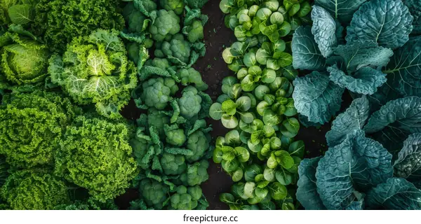 Assortment of Green Vegetables