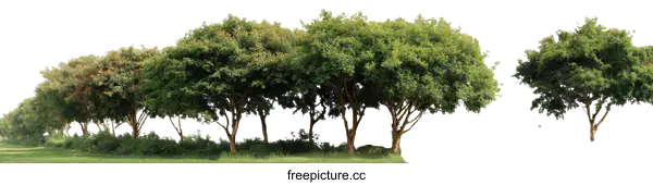 [Transparent Background PNG]Row of Trees in a Field Against a White Background