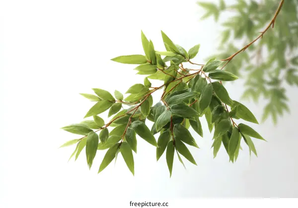 Fresh Green Leaves Branching Out Against White Background