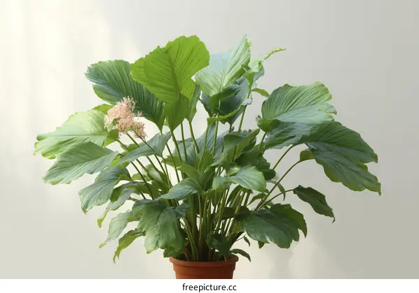 Indoor Plant with Lush Green Leaves