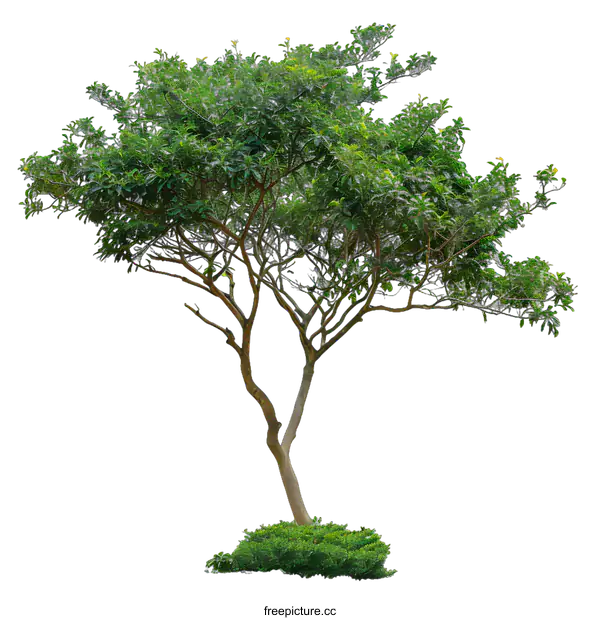 [Transparent Background PNG]Green Tree Isolated on White Background