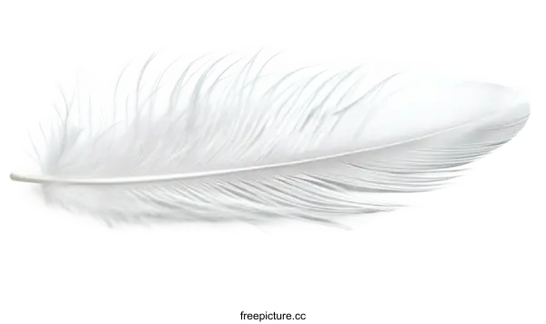 [Transparent Background PNG]Delicate White Feather Detail
