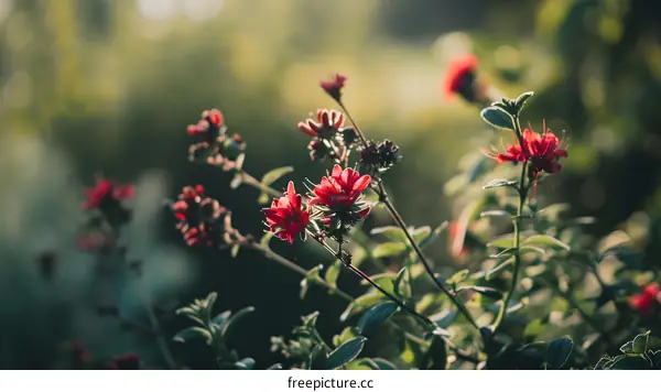 Red Flowers In The Garden