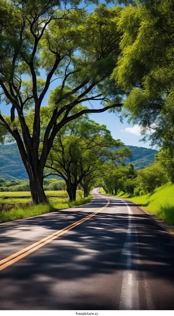 Country road with green trees