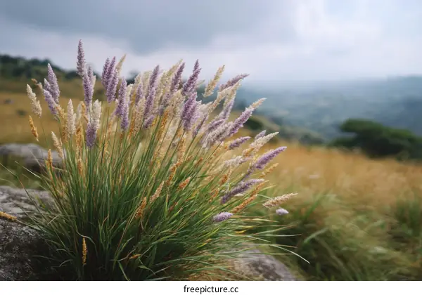 Beautiful Wild Grass Field Landscape