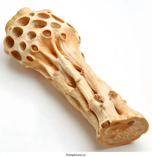 Dried Lotus Root on White Background
