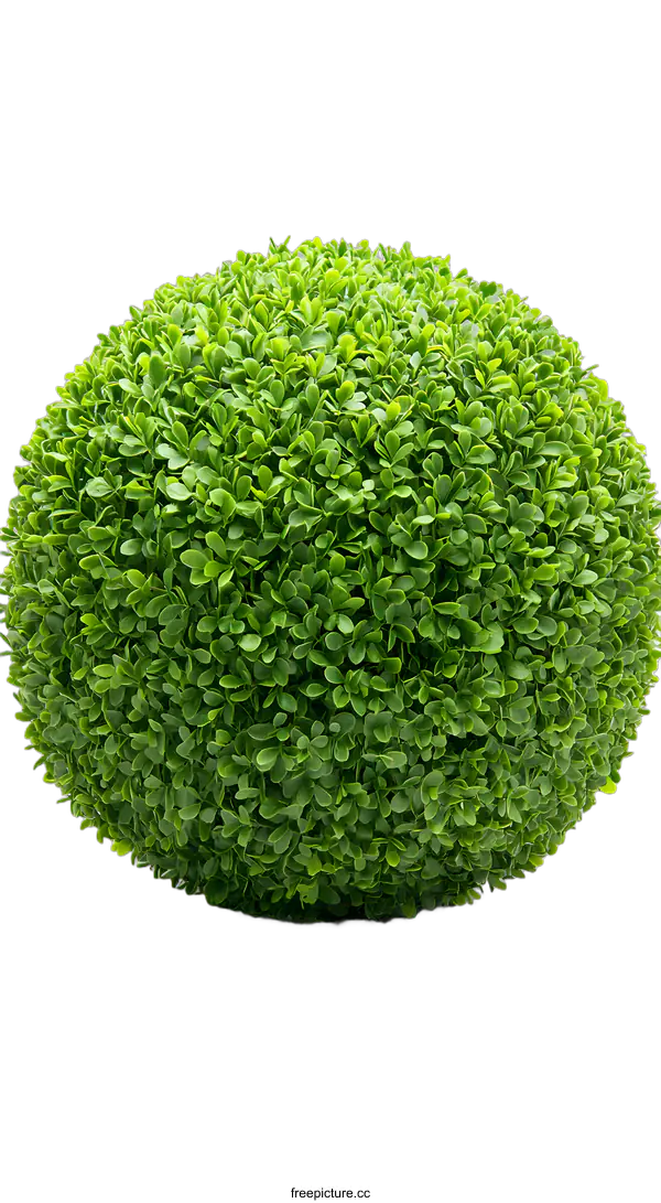 [Transparent Background PNG]Green Ball Shaped Artificial Plant on White Background