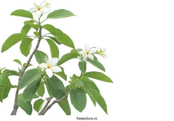 [Transparent Background PNG]White Tropical Flowers Branch Isolated On White Background