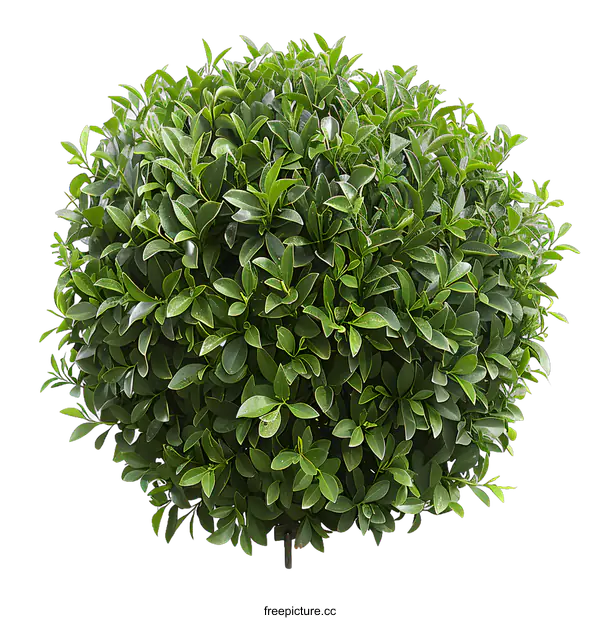 [Transparent Background PNG]Green Bush Sphere Isolated on White Background
