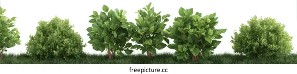 Row of Lush Green Bushes on Grassy Ground