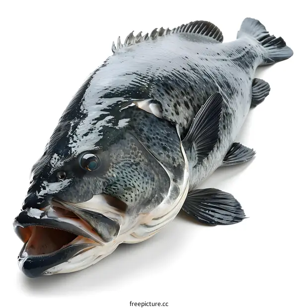 Black Rockfish