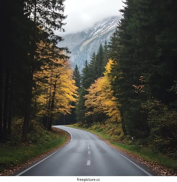 Autumn Road Through Mountain Forest