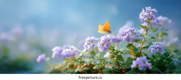 Butterfly in a Field of Lavender Flowers