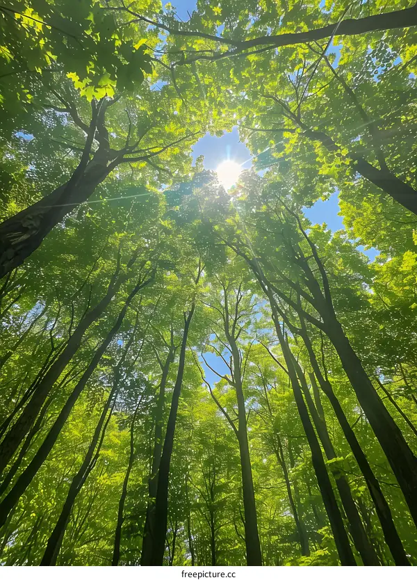 Looking up through the trees to the bright blue sky