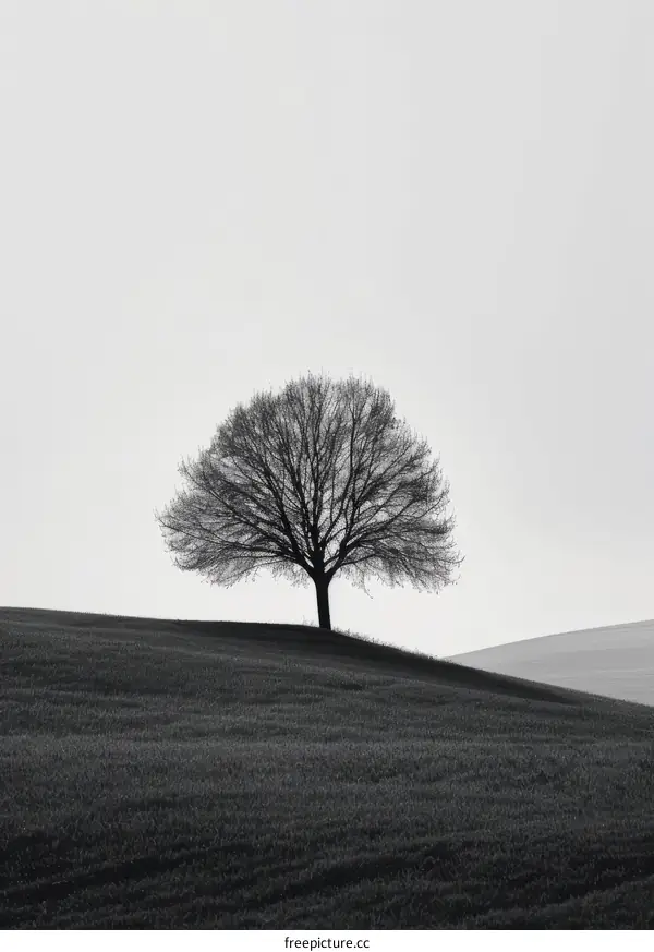Black and white photo of a lonely tree on a hill