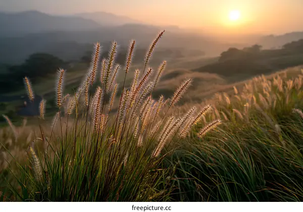 Sunrise over a field of grass