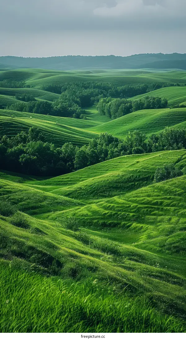 Picturesque Green Hills Undulating into the Distance