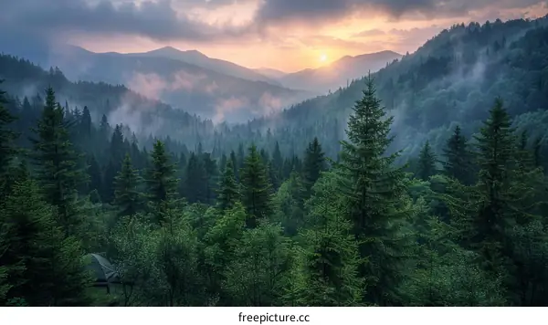 Misty Mountains and Spruce Fir Forest at Twilight