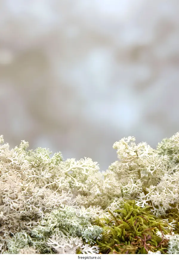 White Reindeer Moss Background
