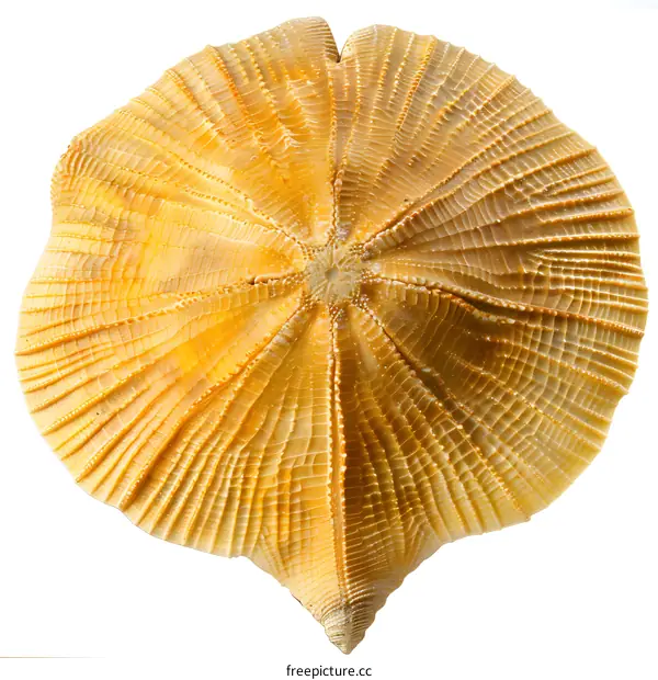Fossil Sea Biscuit on White Background