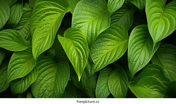 Close-up of green leaves texture background