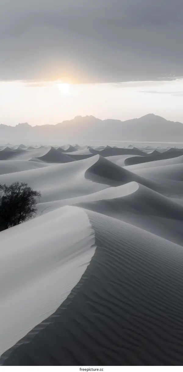 Black and white desert landscape with sand dunes and a tree